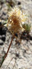 Geochloa rufa