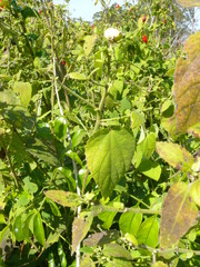 Malvaviscus arboreus arboreus