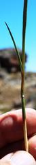 Geochloa rufa