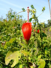 Malvaviscus arboreus arboreus
