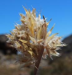 Geochloa rufa
