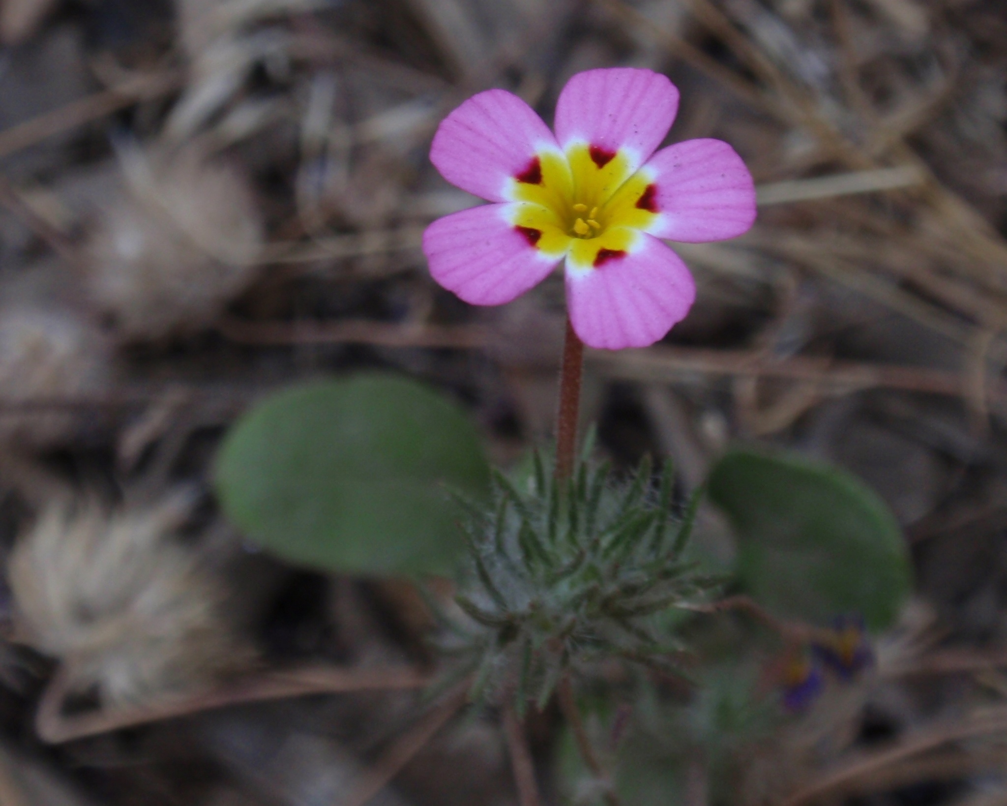 Leptosiphon ciliatus