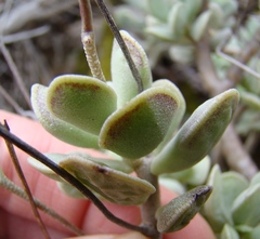 Adromischus caryophyllaceus
