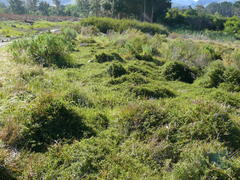 Cliffortia ferruginea