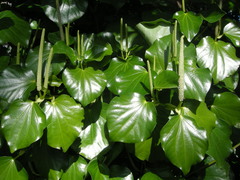 Piper excelsum psittacorum