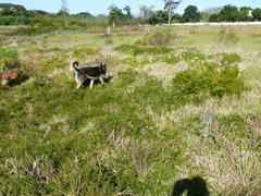 Cliffortia ferruginea