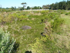 Cliffortia ferruginea