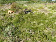 Cliffortia ferruginea