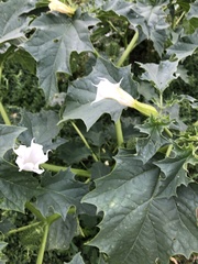 Datura stramonium
