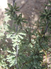 Asparagus capensis capensis