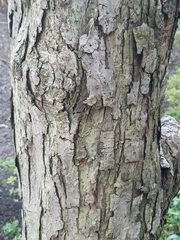 Malus