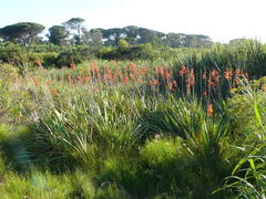 Watsonia angusta