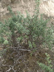 Asparagus capensis capensis