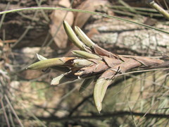 Tillandsia juncea