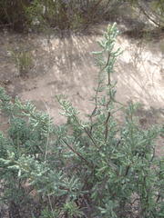 Asparagus capensis capensis