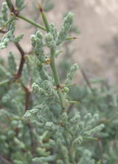 Asparagus capensis capensis