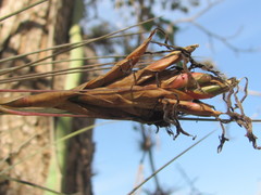 Tillandsia juncea