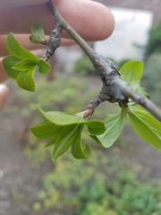 Malus