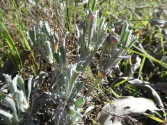 Centella tridentata tridentata