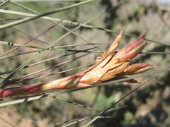Tillandsia juncea
