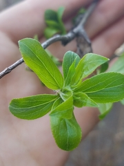 Malus