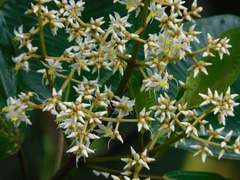 Graffenrieda cucullata