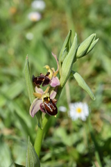 Ophrys × nouletii