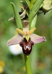 Ophrys × nouletii