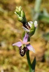 Ophrys × nouletii