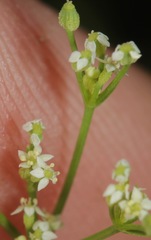 Spermolepis inermis