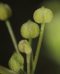 Spermolepis inermis