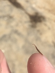 Erichsonella attenuata