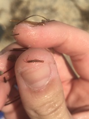 Erichsonella attenuata