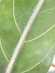 Convolvulus floridus