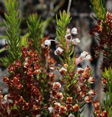 Erica rubiginosa