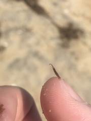 Erichsonella attenuata