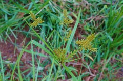 Cyperus microiria
