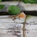 Copper Anole - Photo (c) Ty Sharrow, some rights reserved (CC BY-NC), uploaded by Ty Sharrow