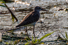Tringa glareola