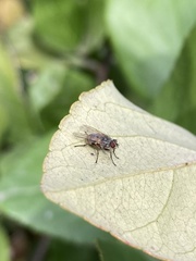 Diptera