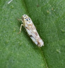 Eupteryx urticae