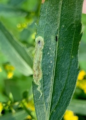 Calycomyza solidaginis