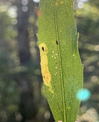 Calycomyza solidaginis
