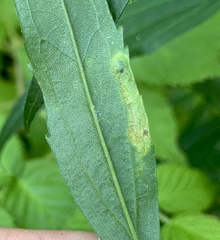 Calycomyza solidaginis