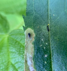 Calycomyza solidaginis