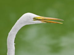 Ardea alba