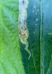 Calycomyza solidaginis