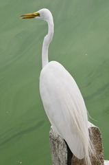 Ardea alba