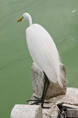 Ardea alba