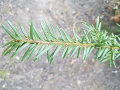 Taxus